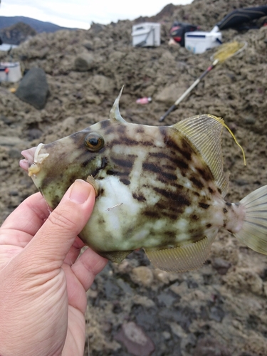 カワハギの釣果