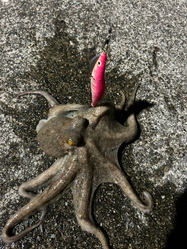 タコの釣果