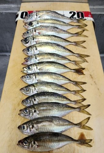 アジの釣果