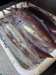 スルメイカの釣果