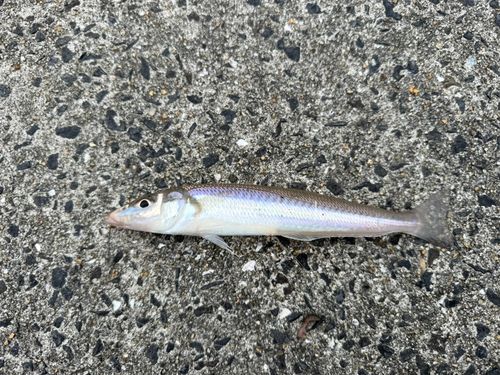 シロギスの釣果