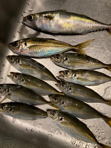 アジの釣果