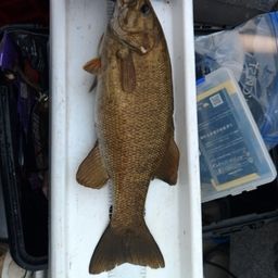 スモールマウスバス