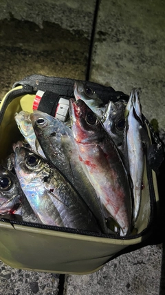 マアジの釣果