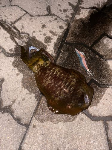 アオリイカの釣果
