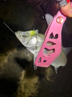 セイゴ（ヒラスズキ）の釣果