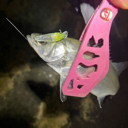 セイゴ（ヒラスズキ）