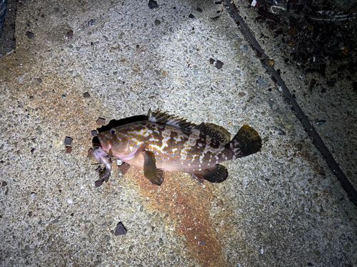 キジハタの釣果