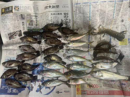 アジの釣果