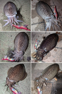 シリヤケイカの釣果