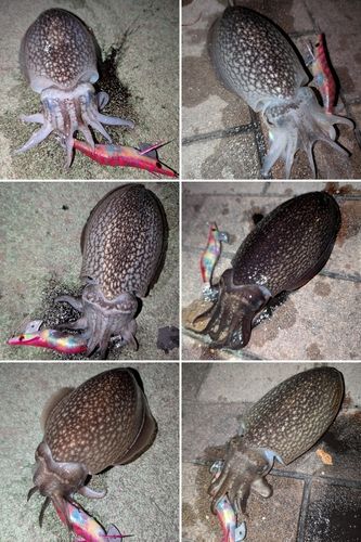 シリヤケイカの釣果