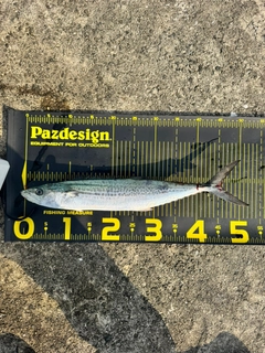 サゴシの釣果