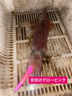 ヤリイカの釣果
