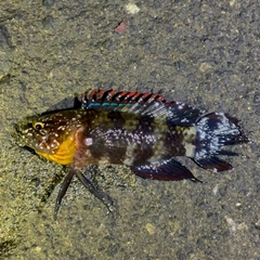 タナバタウオの釣果