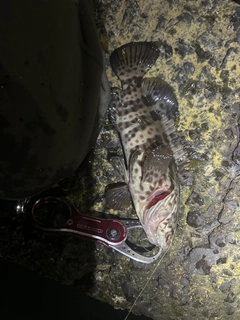 チャイロマルハタの釣果