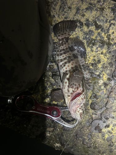 チャイロマルハタの釣果