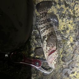 チャイロマルハタ