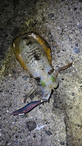アオリイカの釣果
