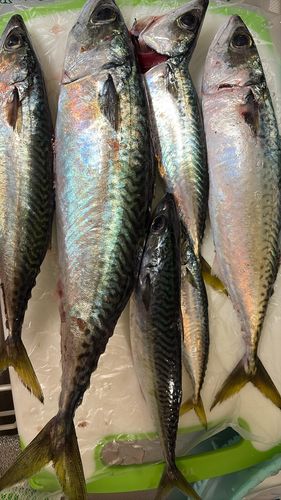 サバの釣果