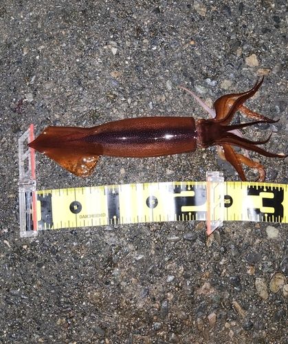 スルメイカの釣果