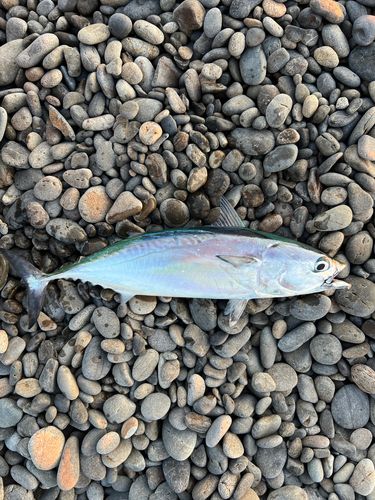 ヒラソウダの釣果