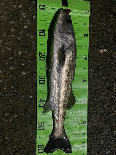 マルスズキの釣果