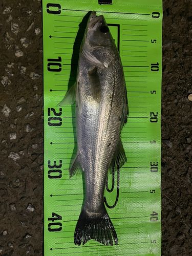 マルスズキの釣果