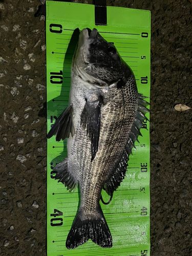 クロダイの釣果