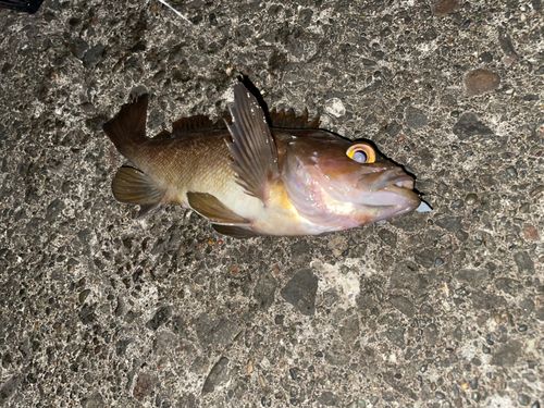 エゾメバルの釣果