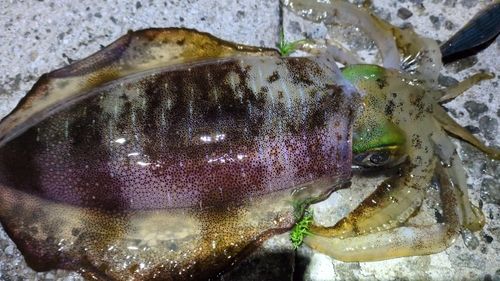 アオリイカの釣果