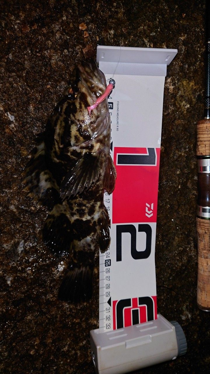 タケノコメバル