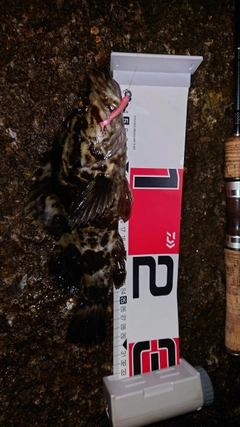 タケノコメバルの釣果