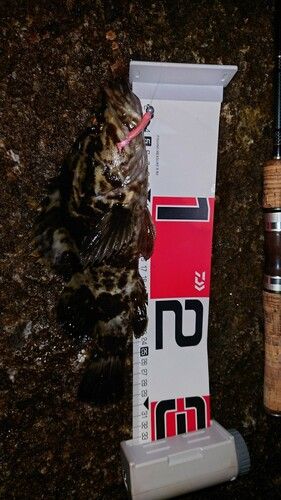 常滑りんくう釣り護岸