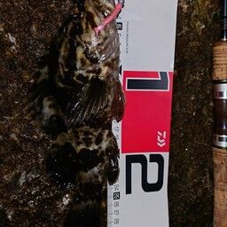 タケノコメバル