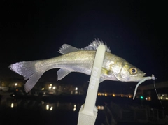 セイゴ（マルスズキ）の釣果