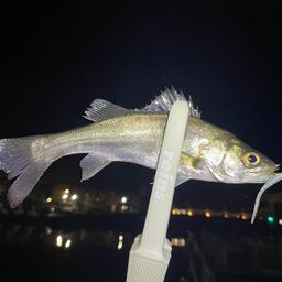 セイゴ（マルスズキ）