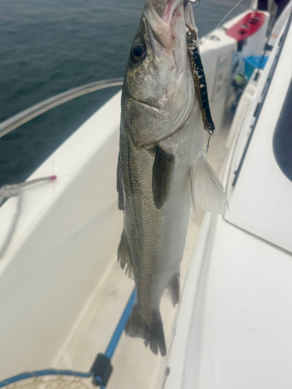 E-OSさんの釣果 2枚目の画像