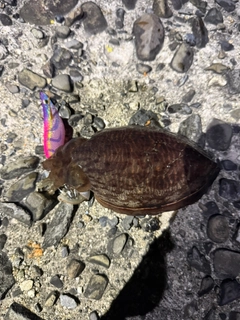 コウイカの釣果