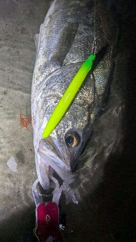 マルスズキの釣果