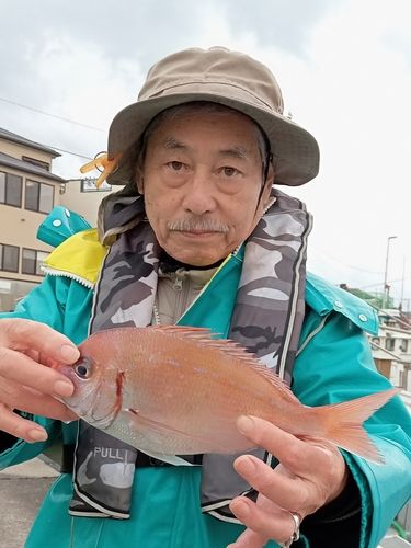 ハナダイの釣果