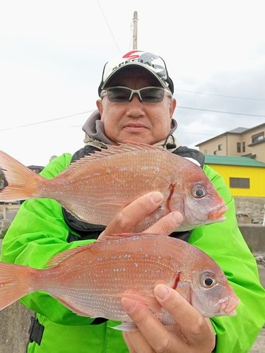 ハナダイの釣果
