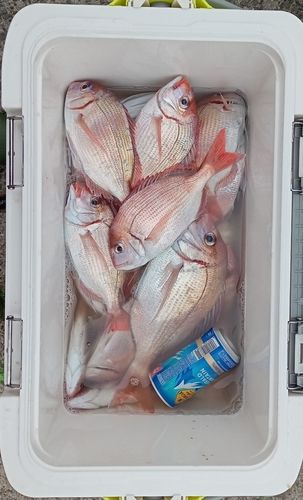 ハナダイの釣果