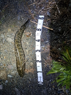 ライギョの釣果