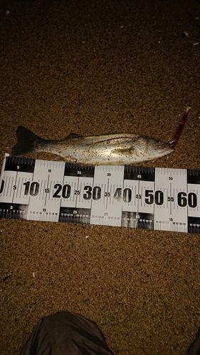 新舞子海岸（いわき）