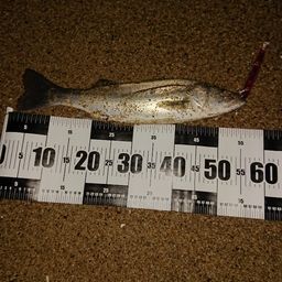 フッコ（マルスズキ）