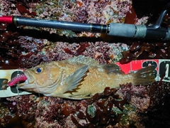 エゾメバルの釣果