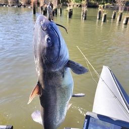 アメリカンキャットフィッシュ