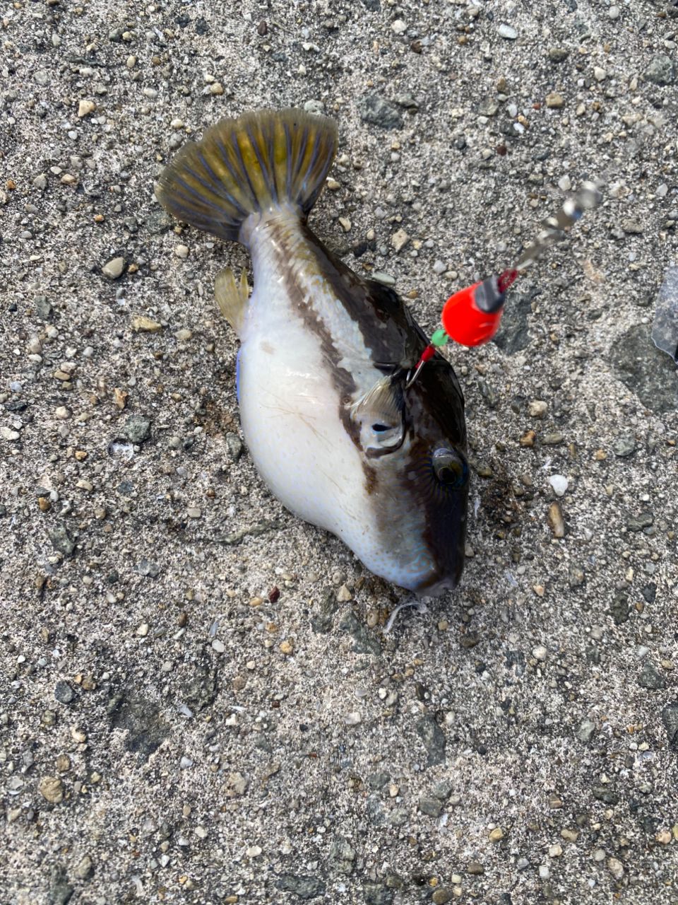 ハナキンチャクフグ