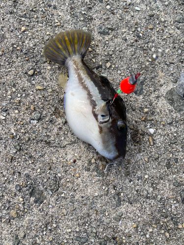 ハナキンチャクフグの釣果