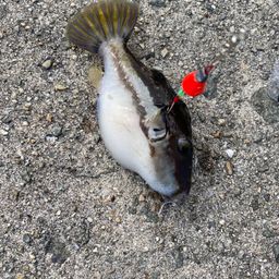 ハナキンチャクフグ